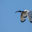 Ibis sacré